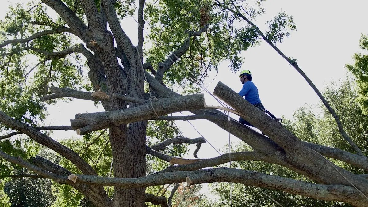 Professional Crown Thinning performed by certified arborists in Jermyn