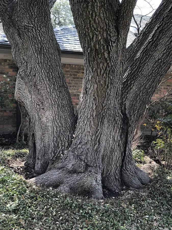 Mature heritage tree close to a Jermyn property cared for by certified arborists