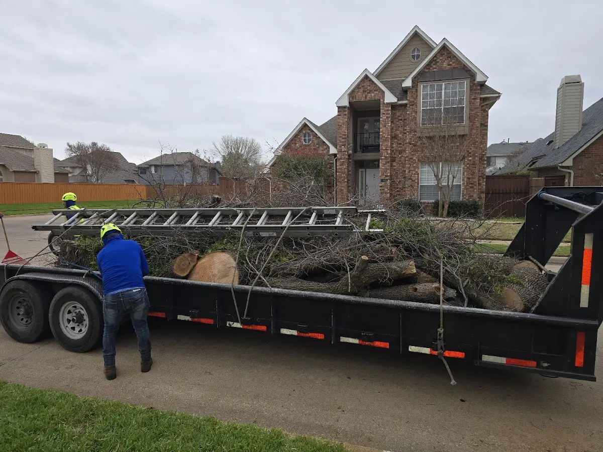 Expert Tree Removal with proper safety equipment in Jermyn